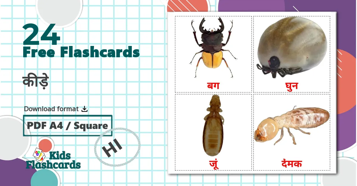 24 कीड़े flashcards