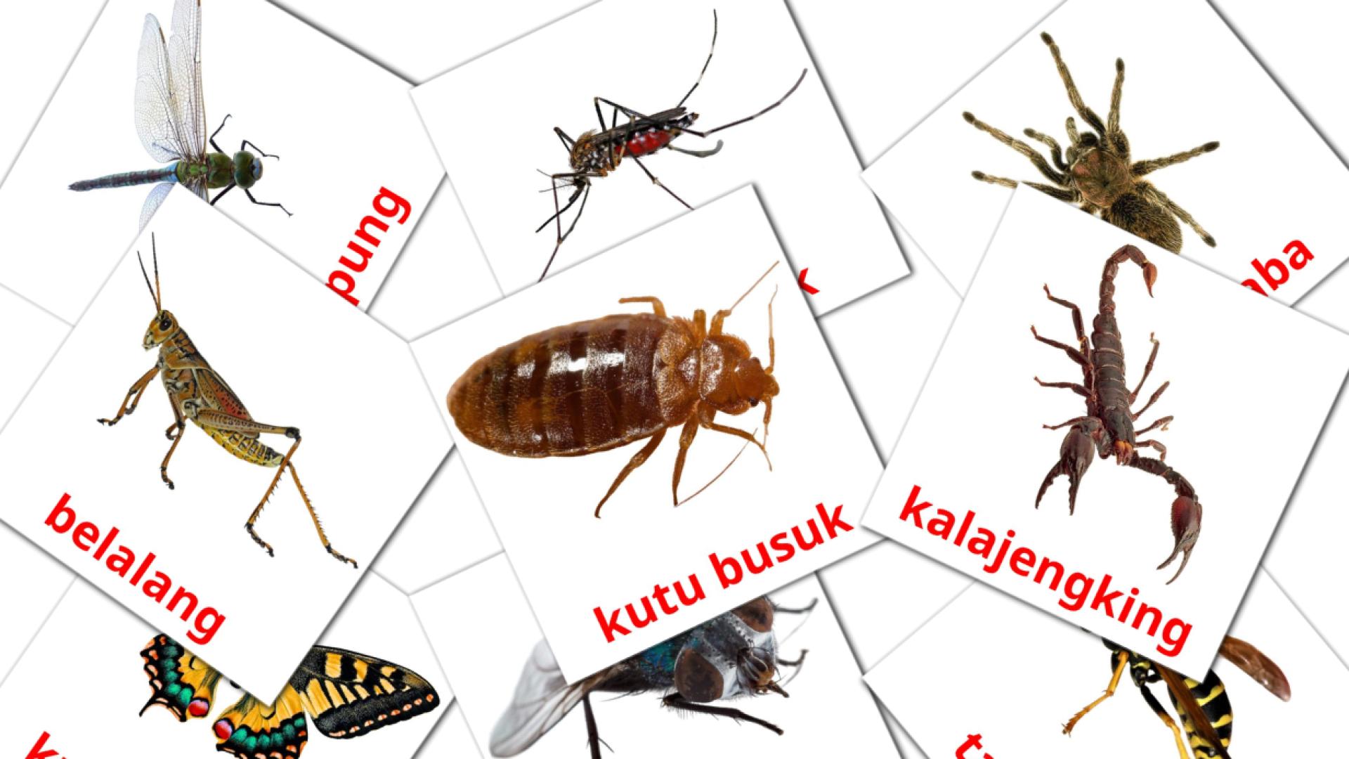 Bildkarten für Serangga