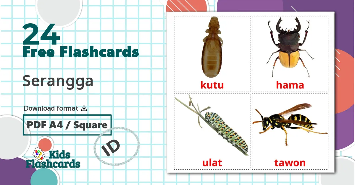 24 Serangga flashcards