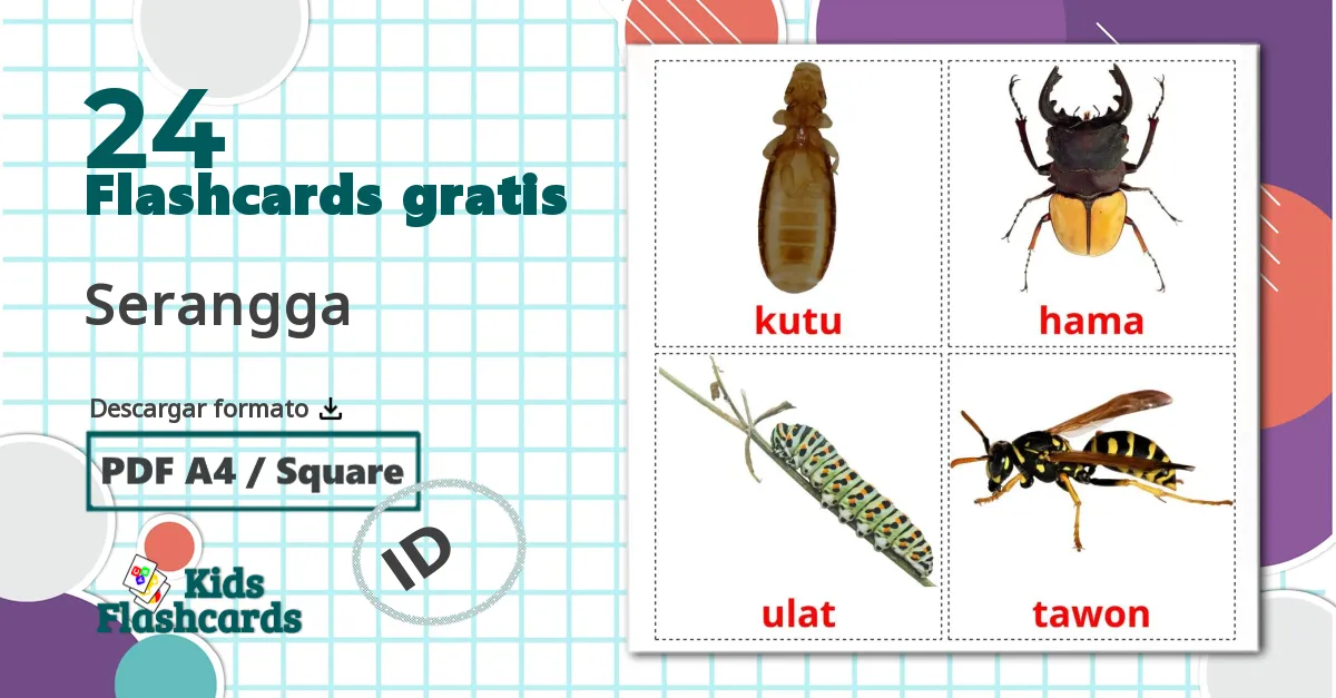 24 tarjetas didacticas de Serangga