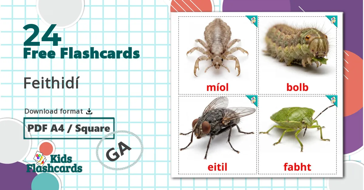 24 Insects flashcards