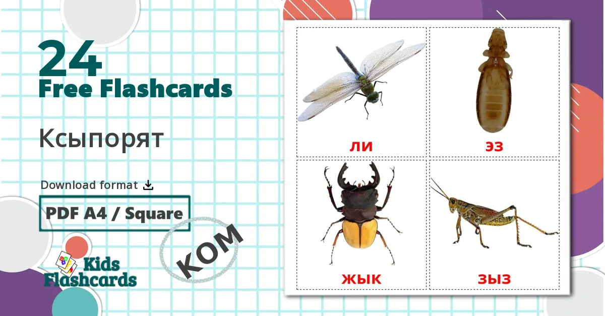 24 Insects flashcards