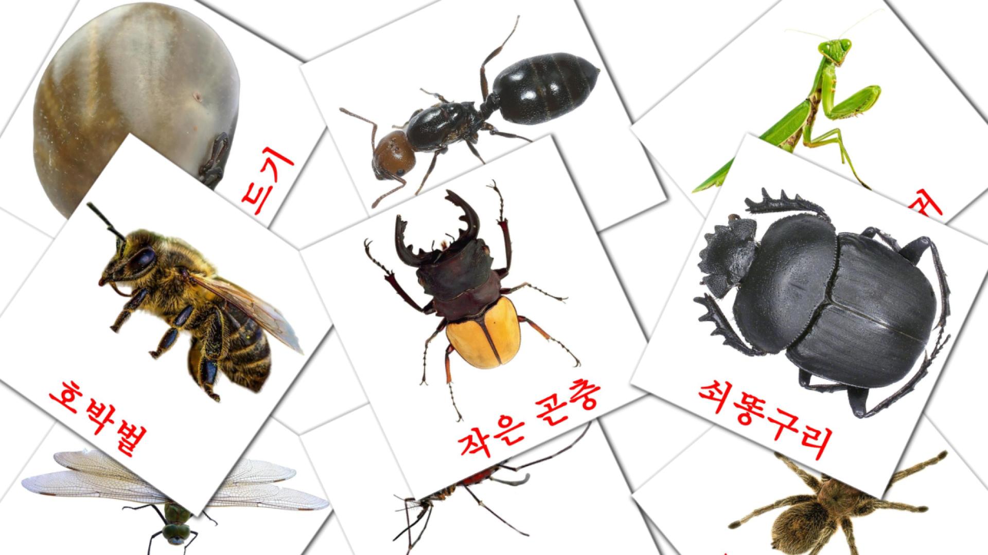 tarjetas didacticas de 곤충