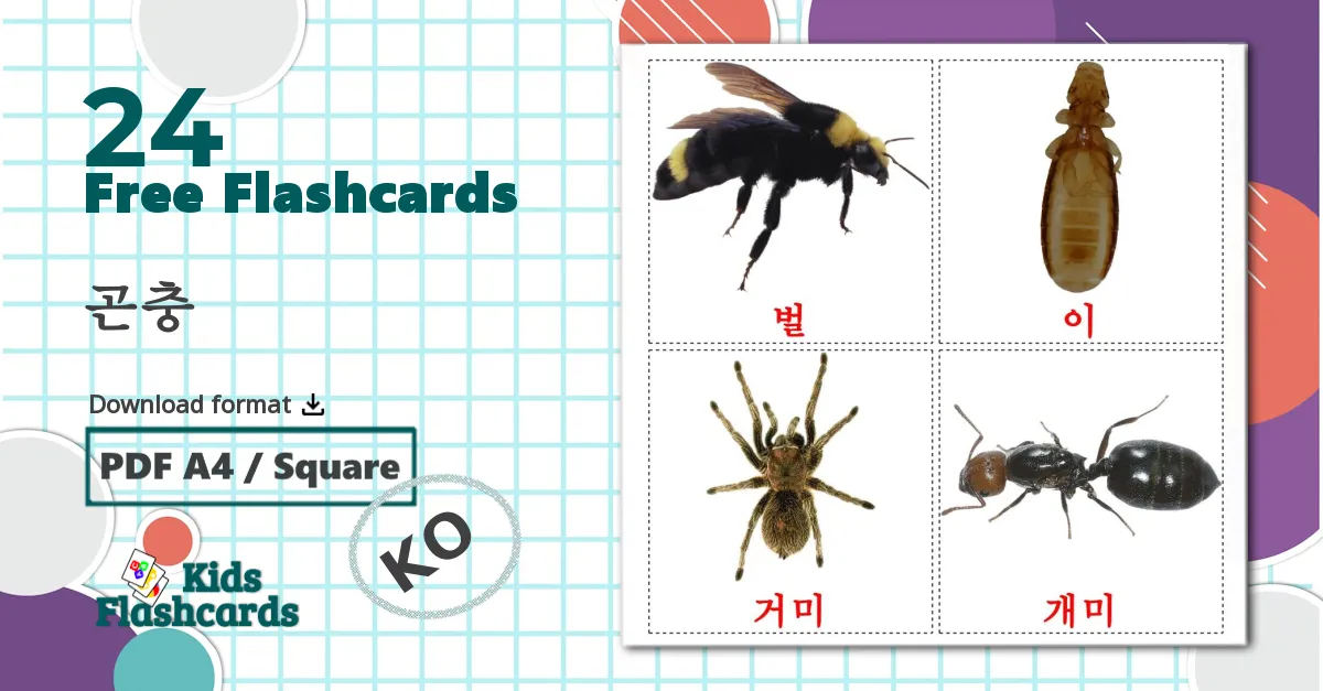 24 곤충 flashcards