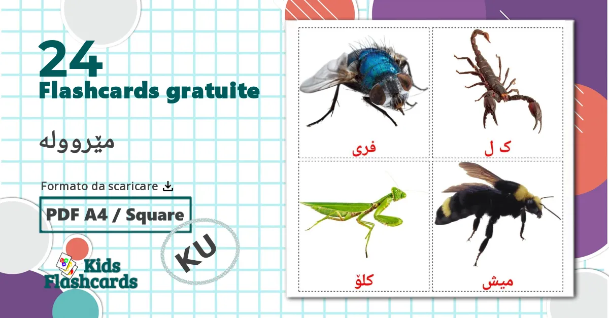 24 flashcards di Insetti