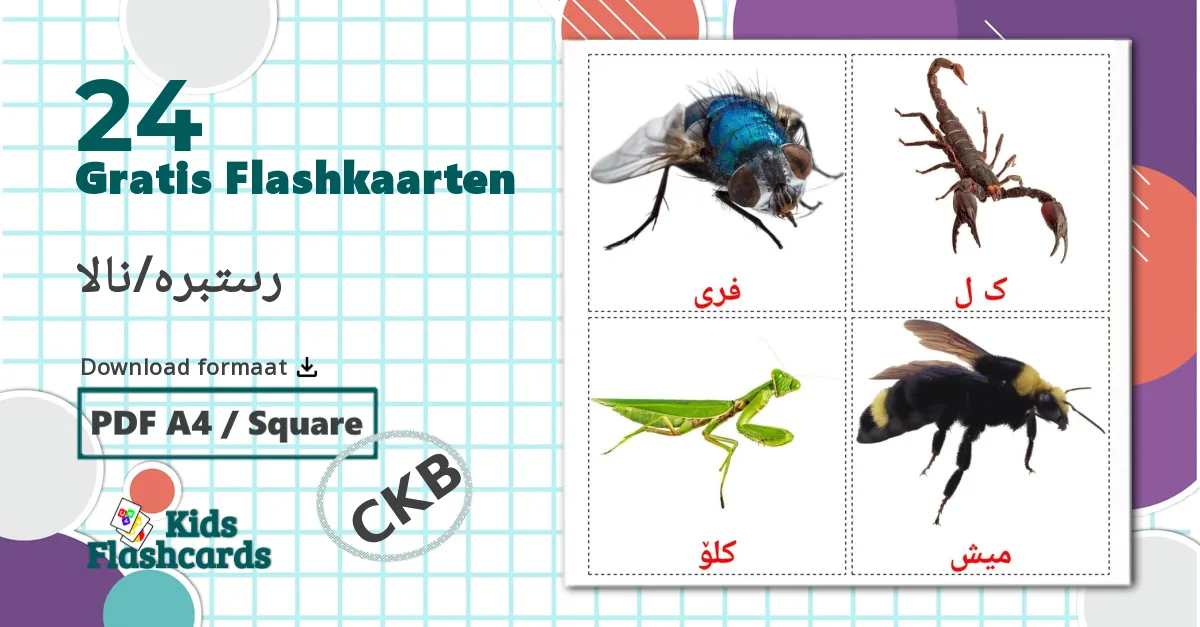 24 Insecten flashcards