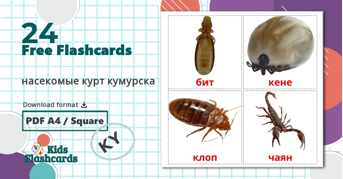 24 Insects flashcards