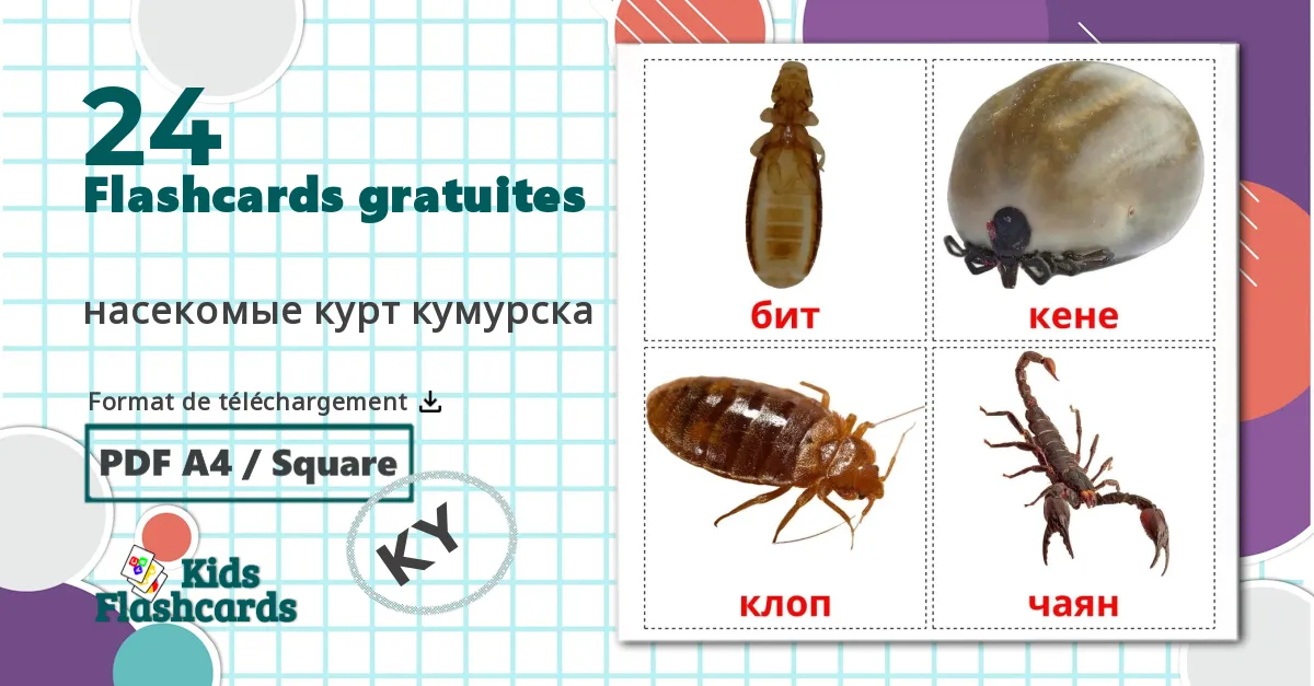 20 Imagiers Les Insectes
