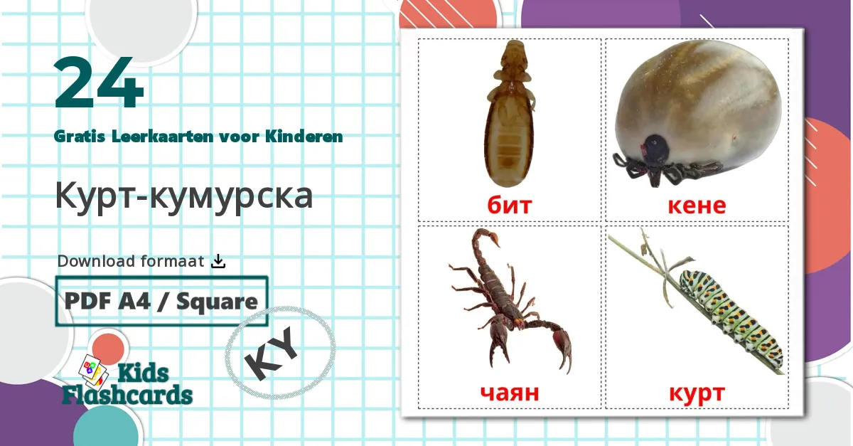 24 Insecten Leerkaarten voor kinderen