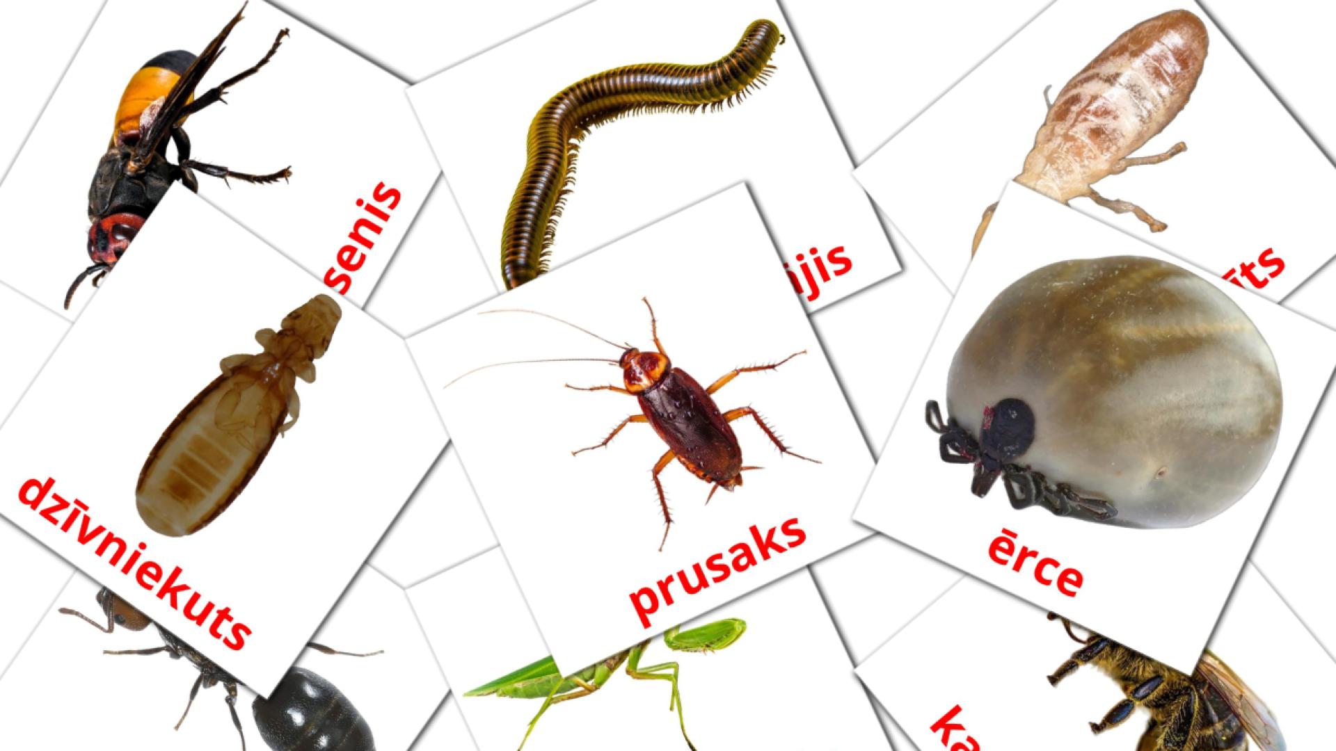 Bildkarten für Insekti