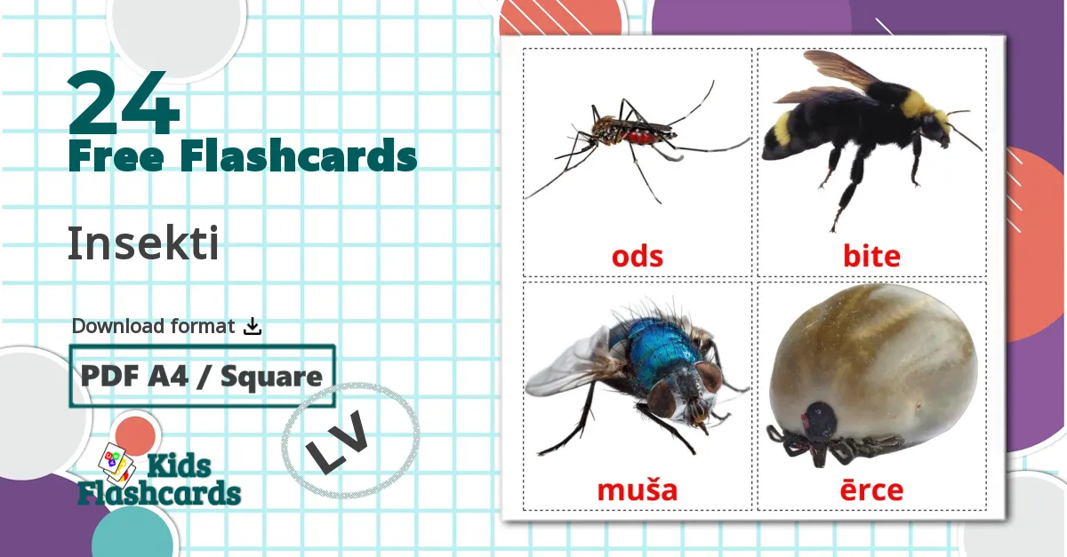 24 Insekti flashcards