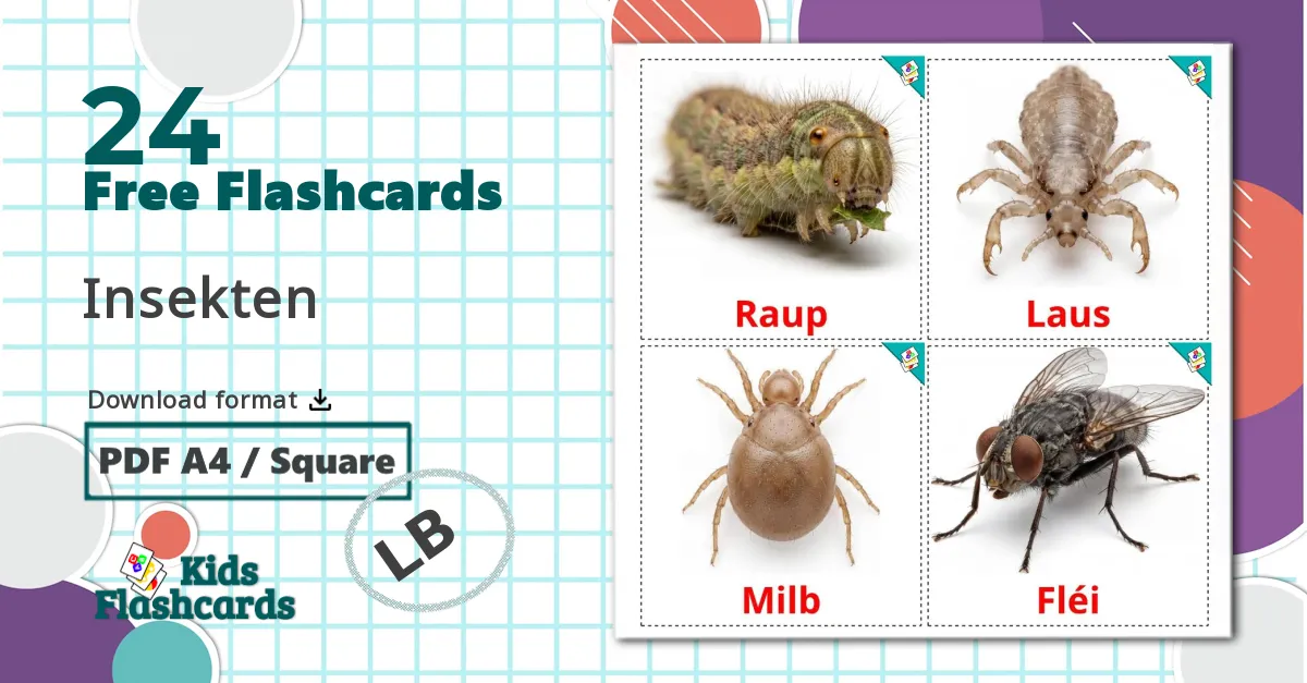 24 Insects flashcards