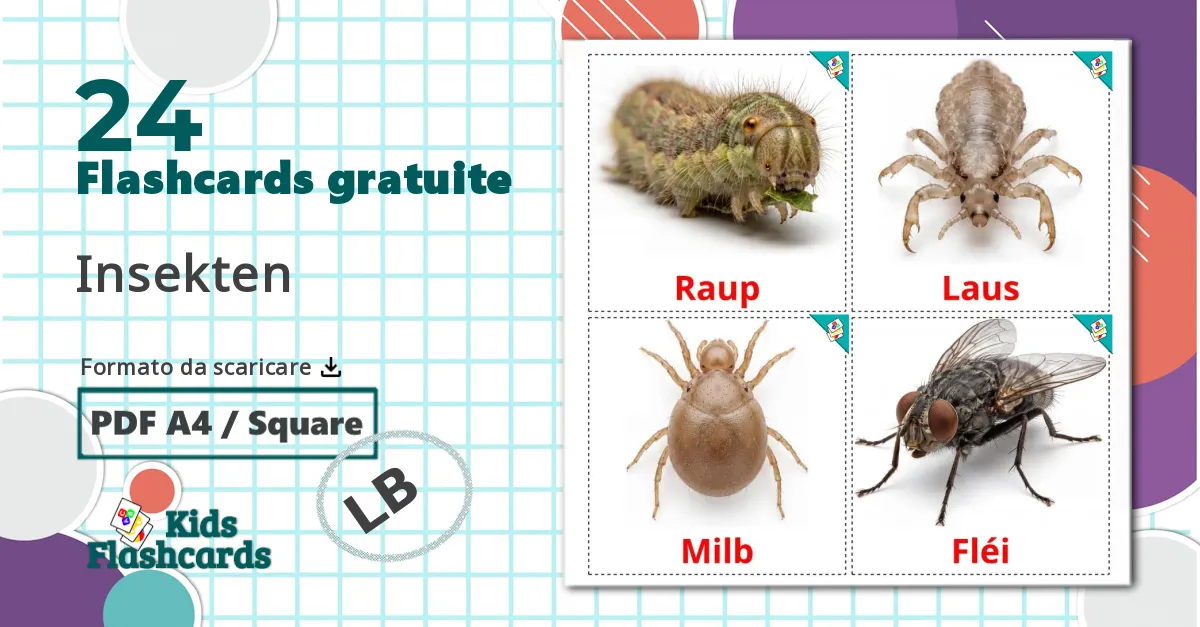 24 flashcards di Insetti