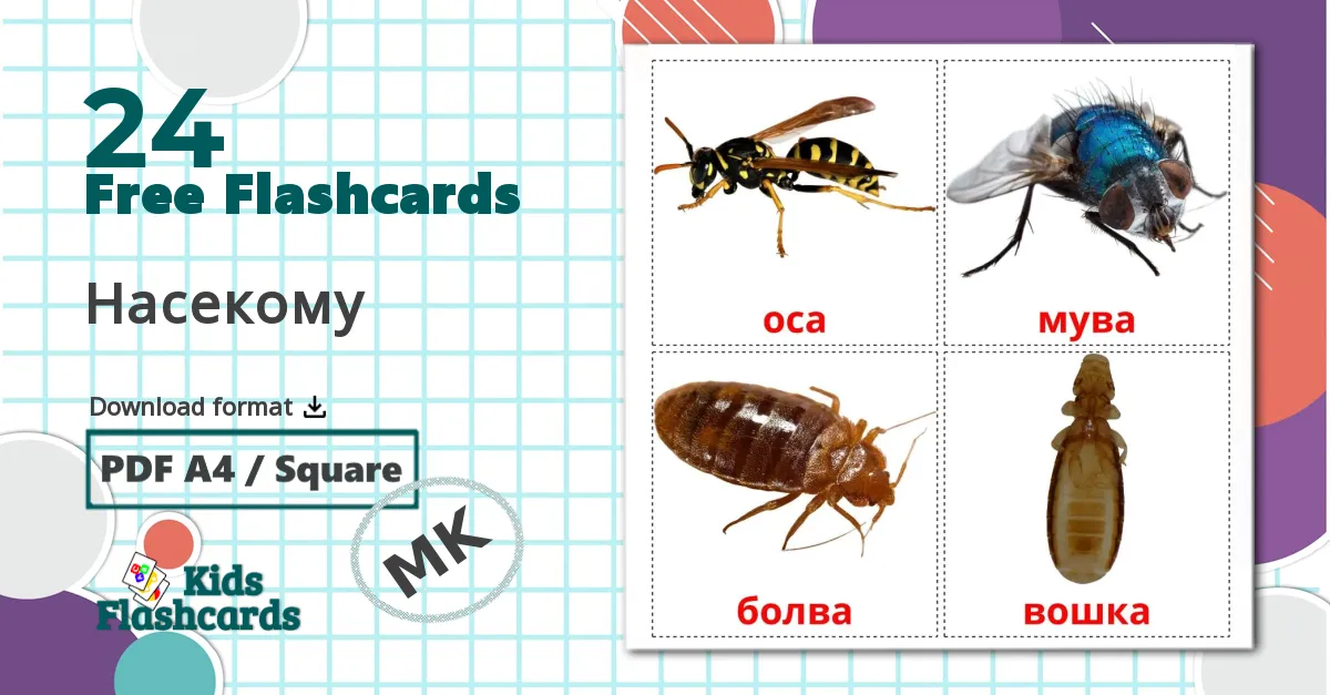 24 Насекому flashcards