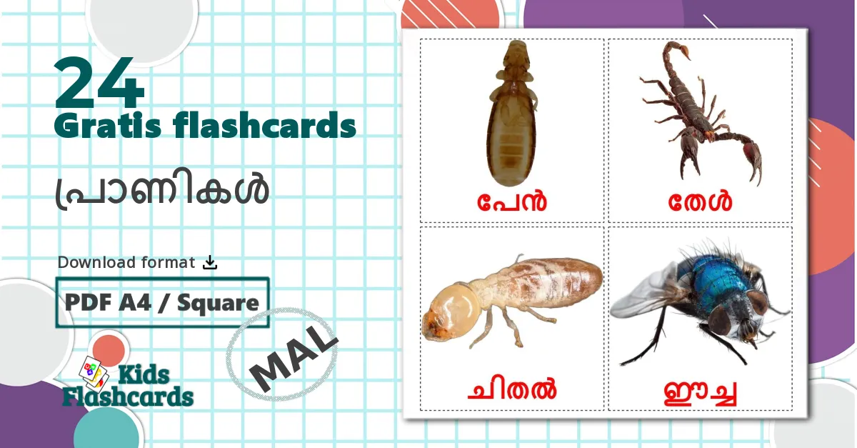 24 പ്രാണികൾ billedkort for børn
