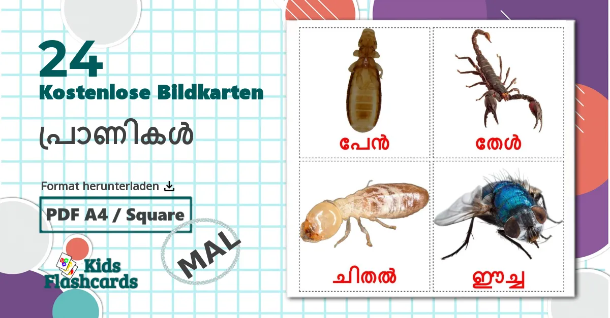 24 Bildkarten für പ്രാണികൾ