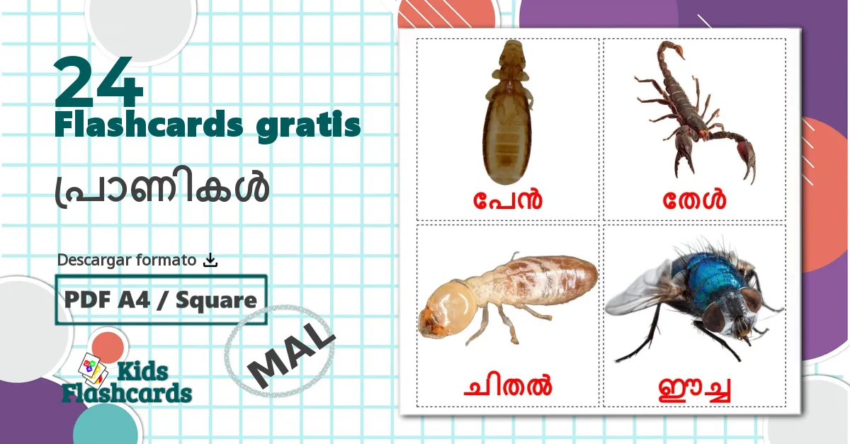 24 tarjetas didacticas de Insectos