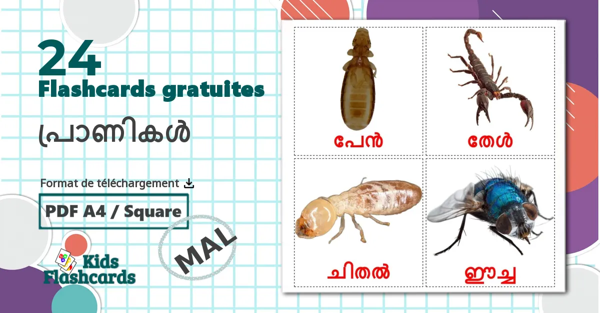 24 Les Insectes flashcards