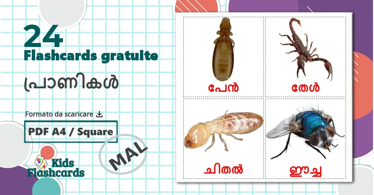 24 flashcards di പ്രാണികൾ