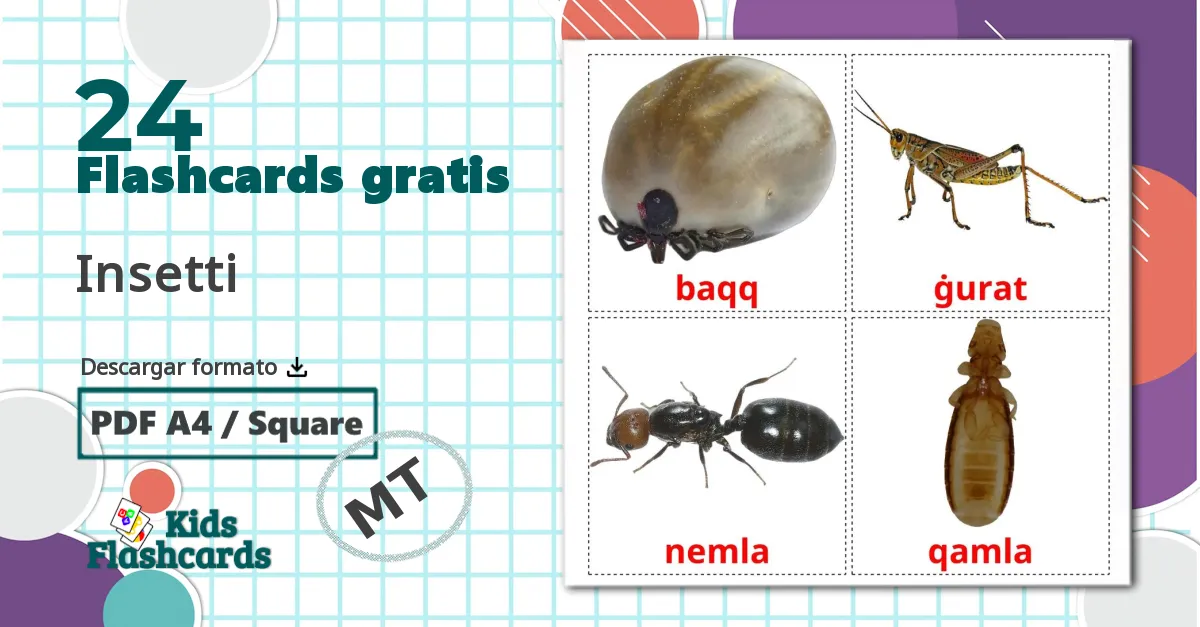 24 tarjetas didacticas de Insectos