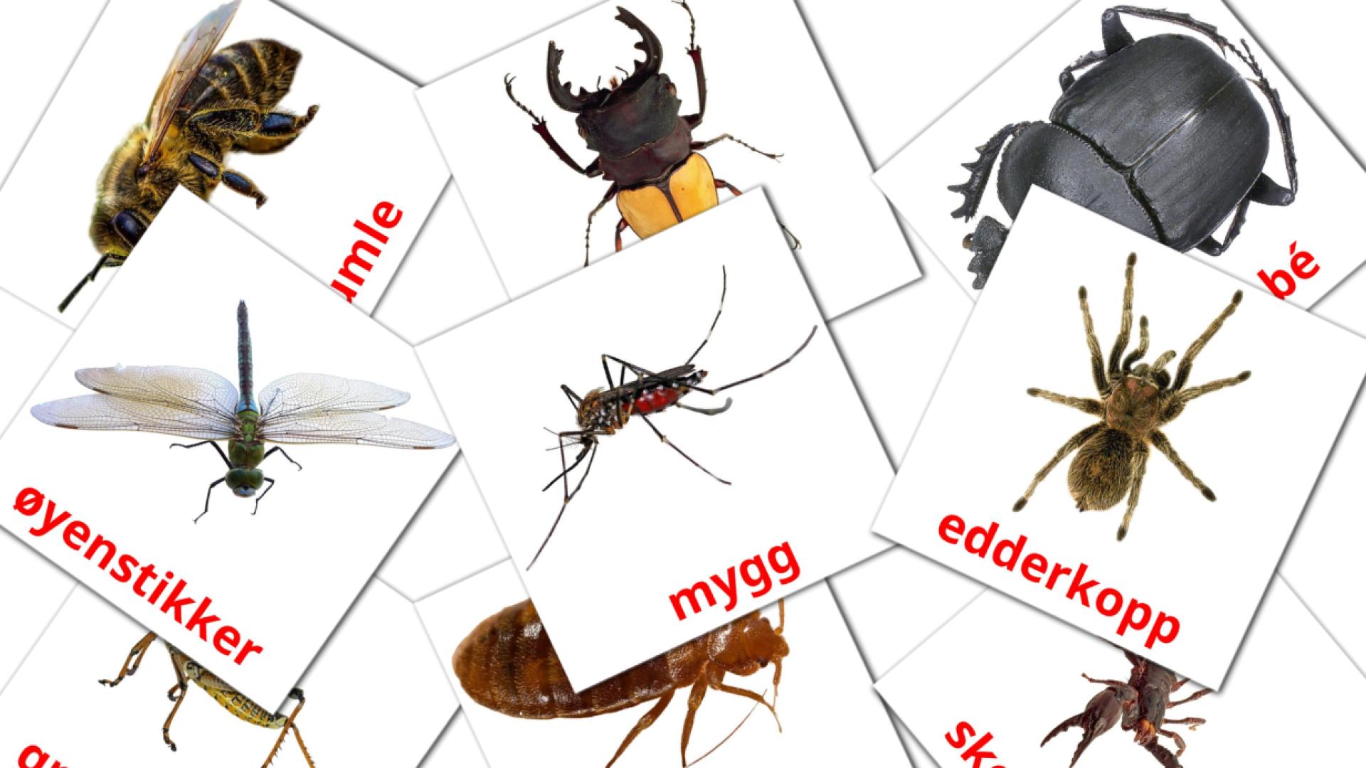 flashcards di insekter