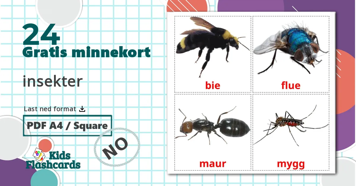 24 insekter bildekort