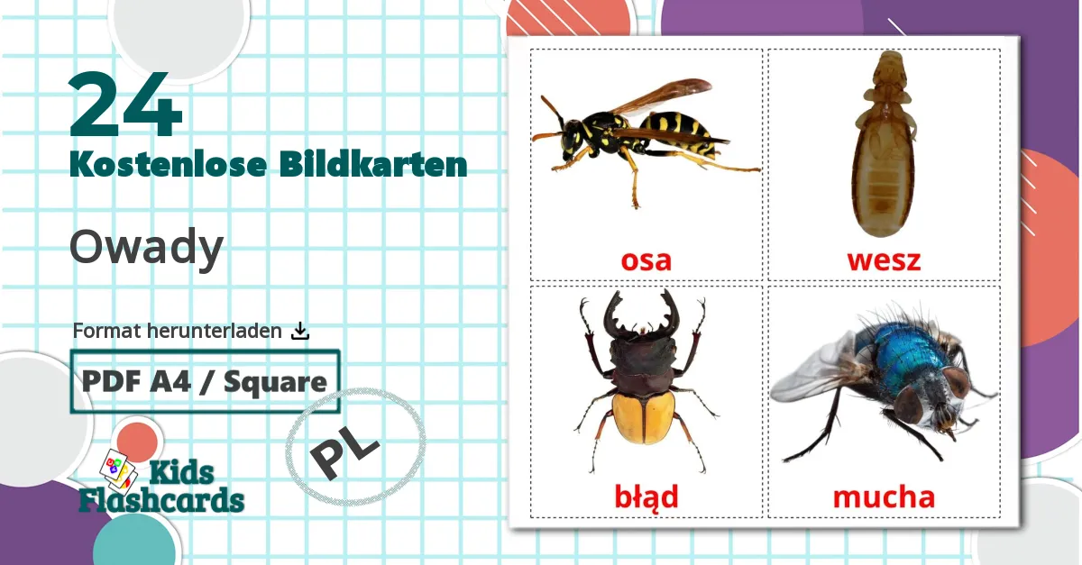 24 Bildkarten für Owady