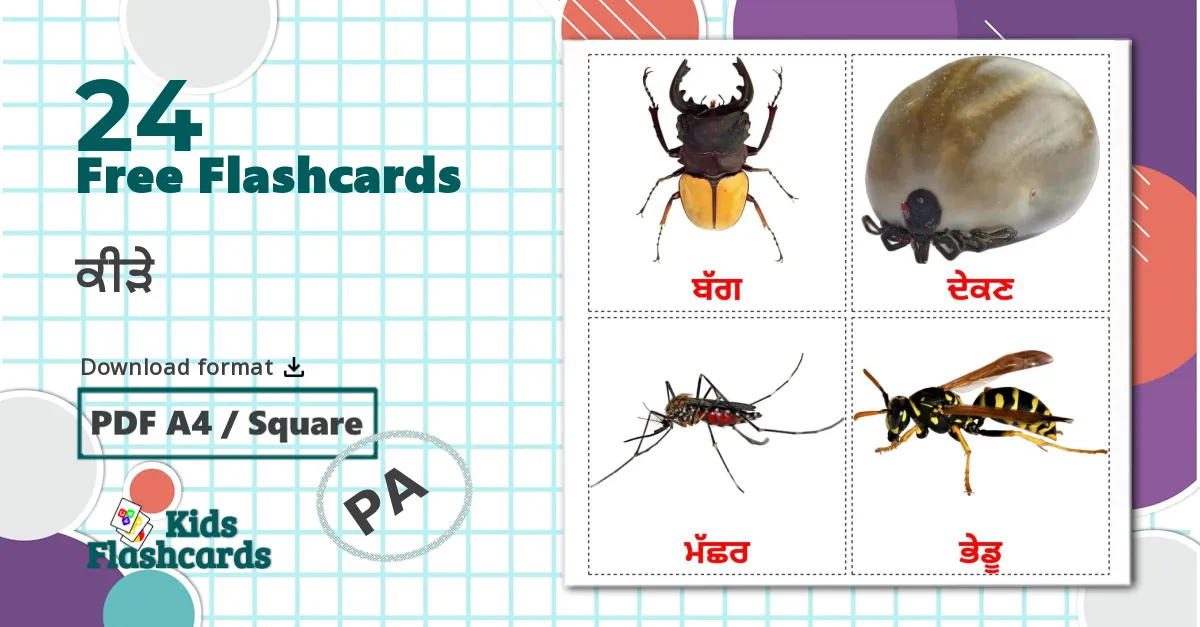 24 Insects flashcards