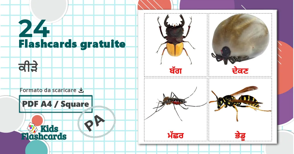 24 flashcards di Insetti