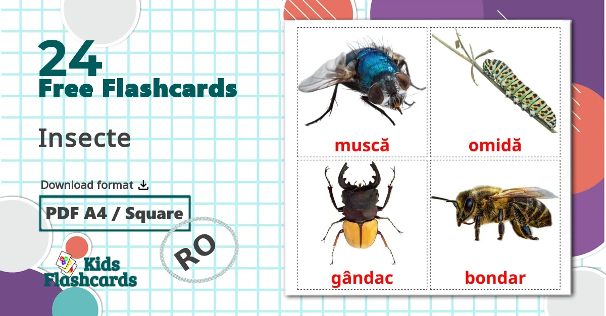 24 Insecte flashcards