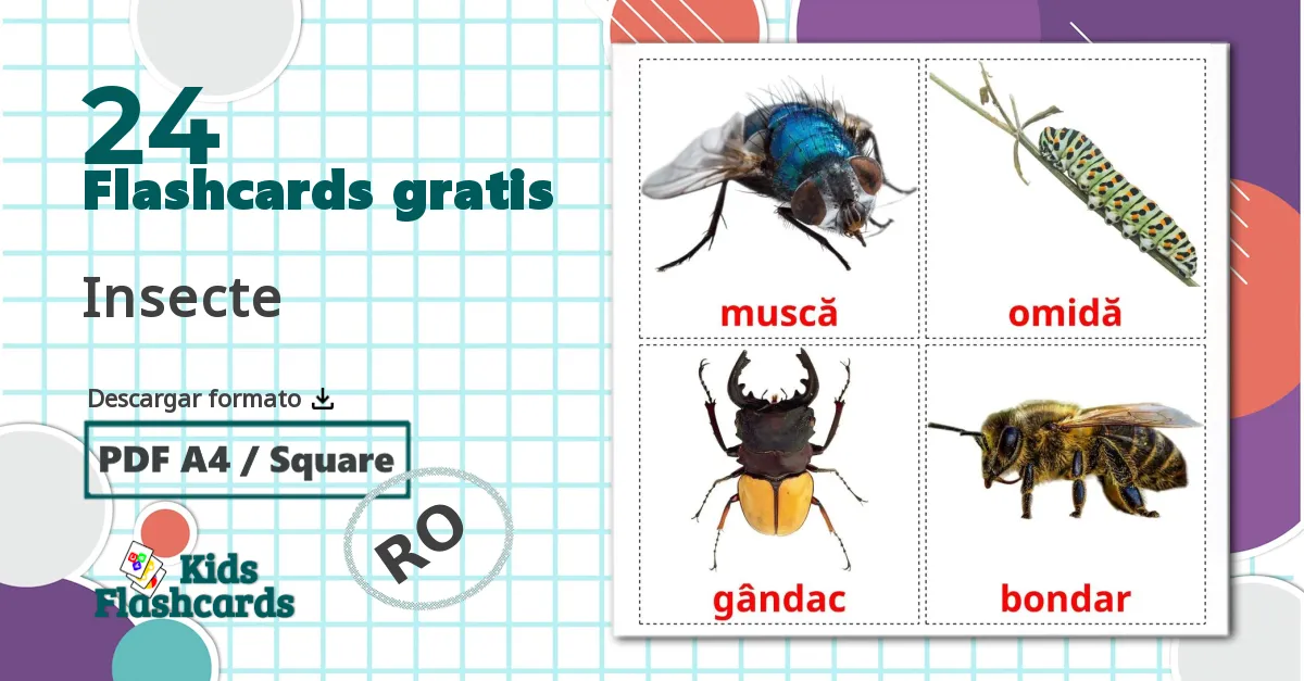 24 tarjetas didacticas de Insecte