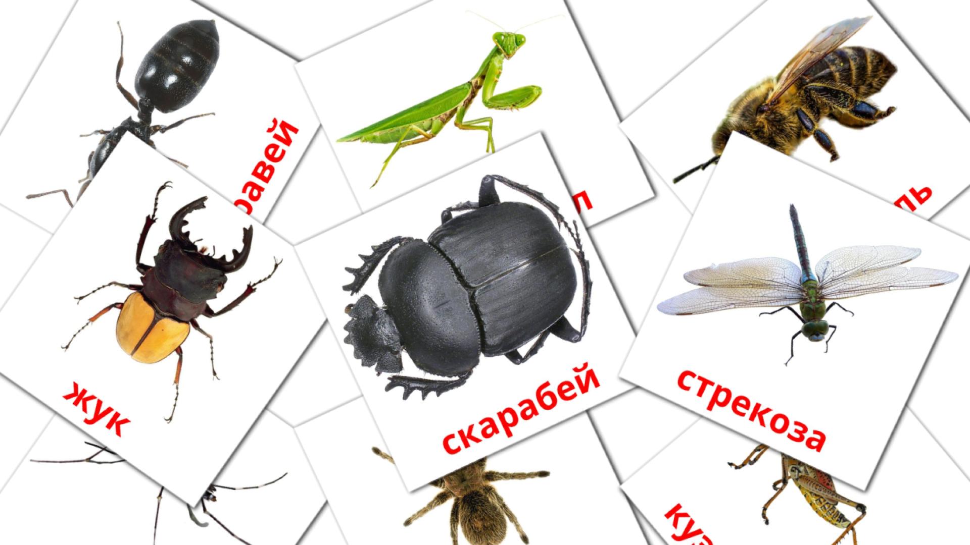 23 Free Insects Flashcards in english (PDF files)