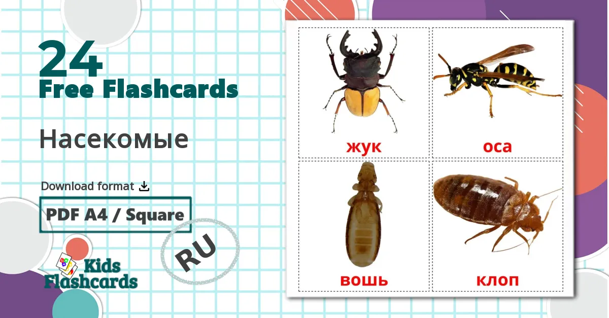 24 Насекомые flashcards