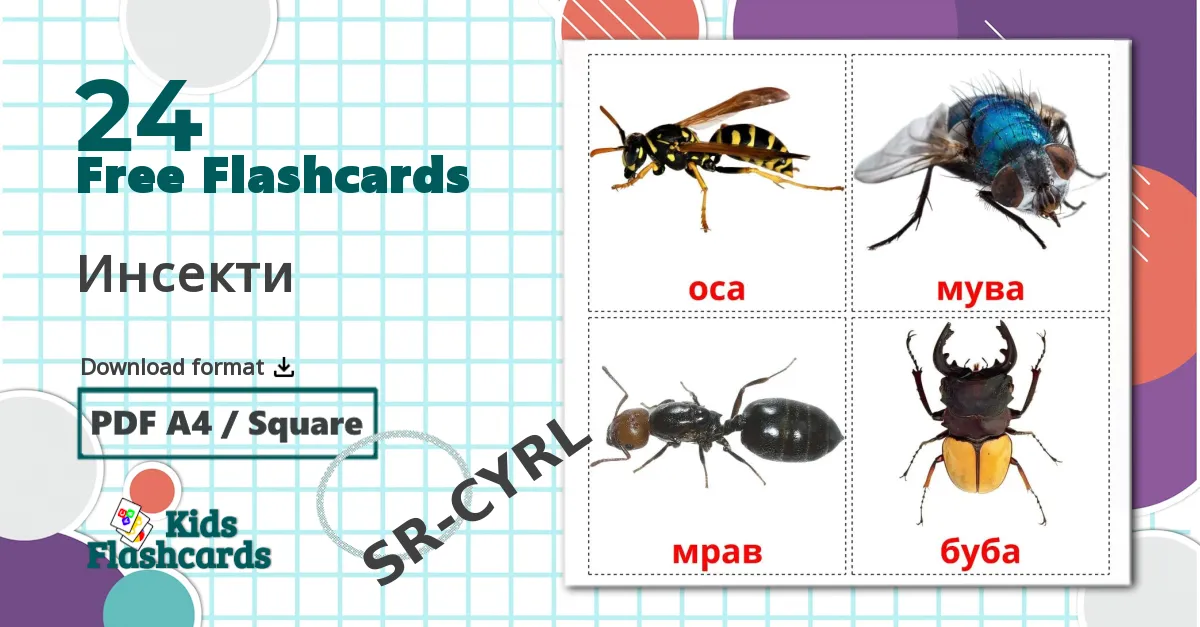 24 Инсекти flashcards