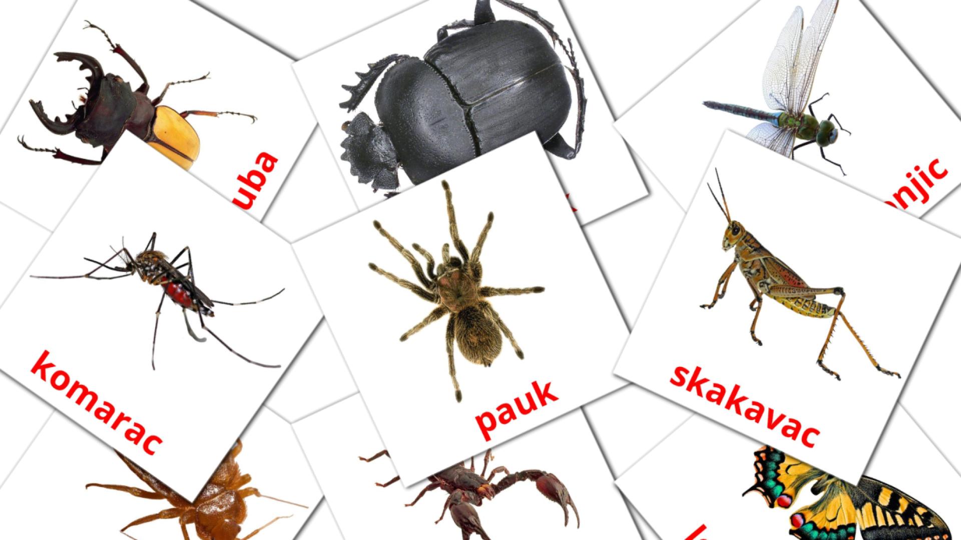 Insekti flashcards
