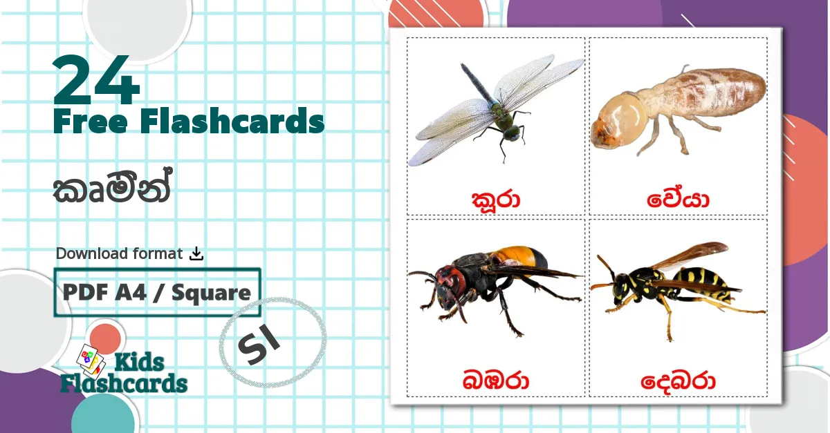 24 කෘමින්  flashcards