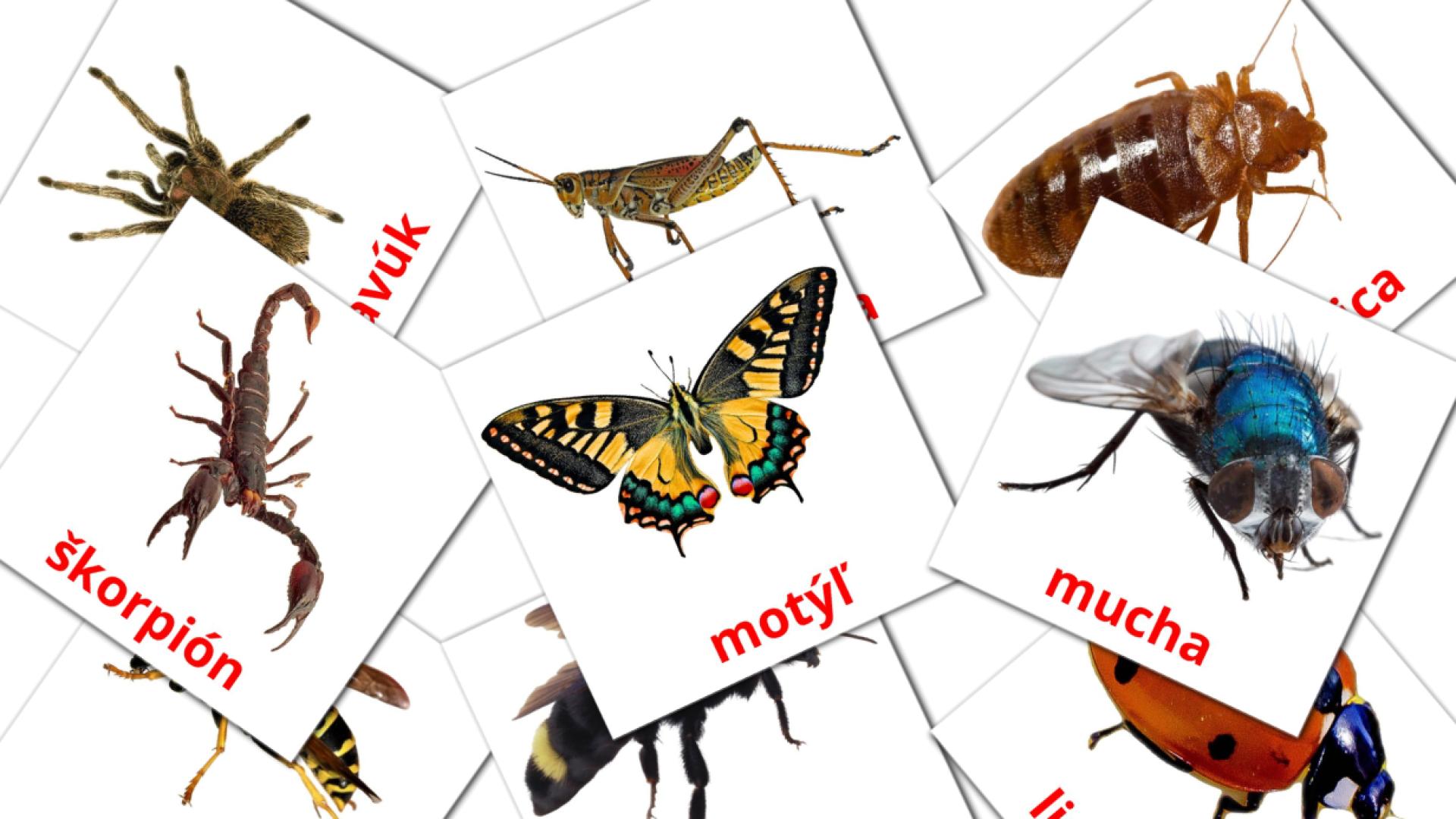 Bildkarten für Hmyz