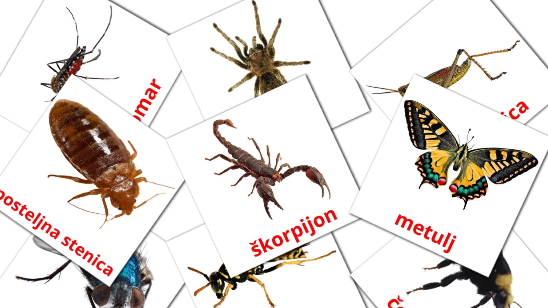 Žuželke flashcards
