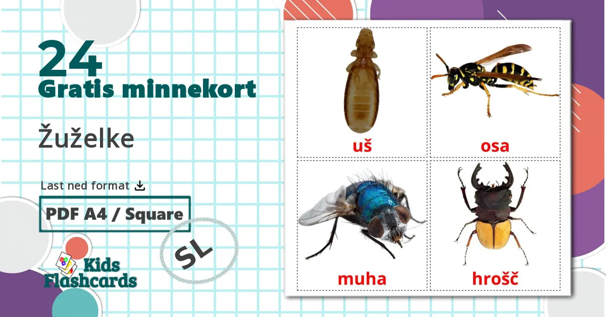 24 Žuželke bildekort