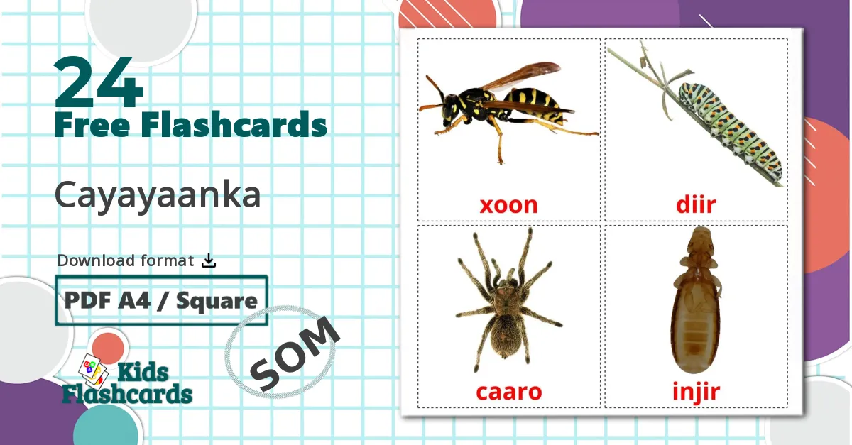 24 Insects flashcards