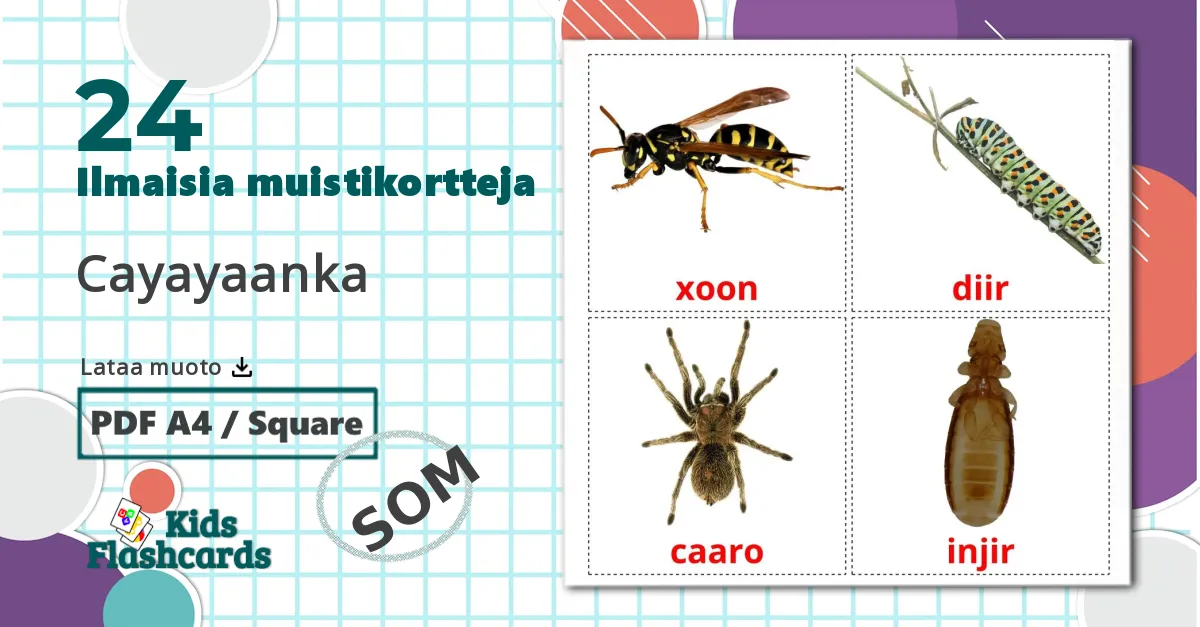 24 Hyönteiset lasten kuvakortit