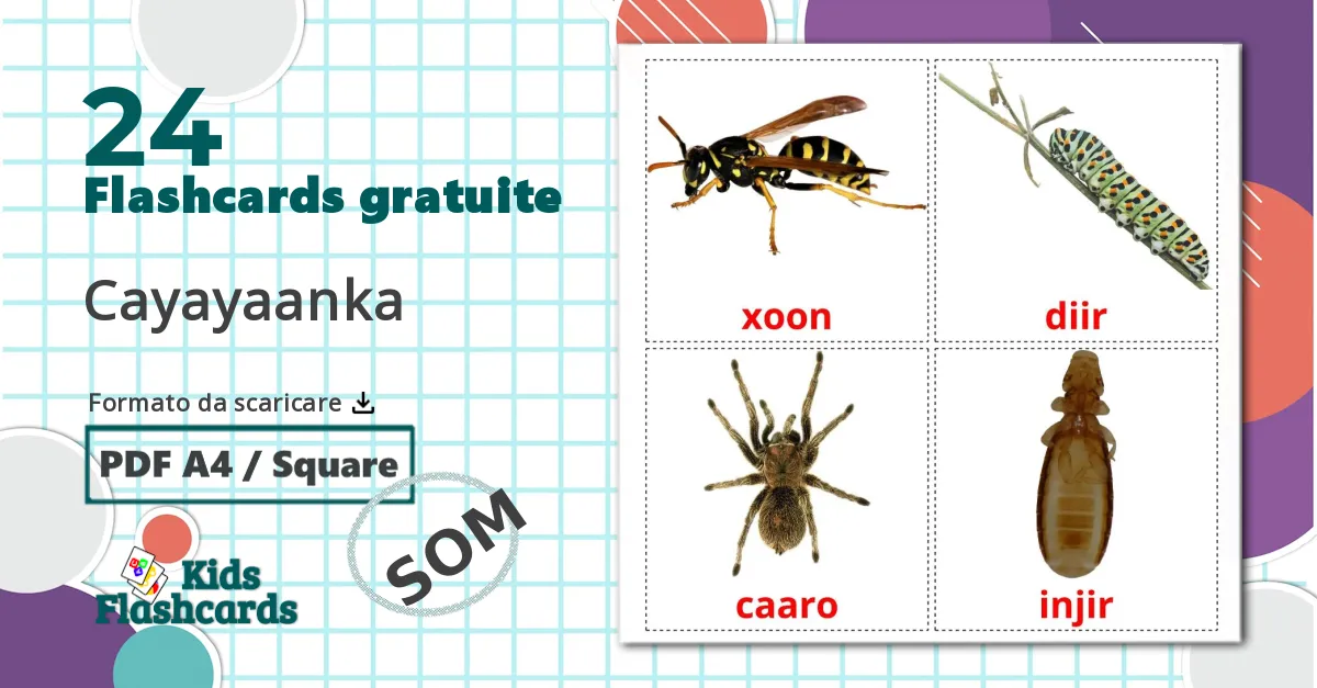 24 flashcards di Insetti