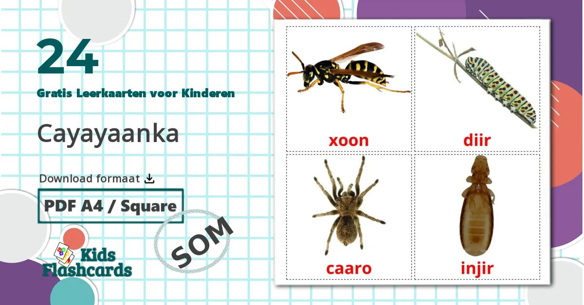24 Insecten Leerkaarten voor kinderen