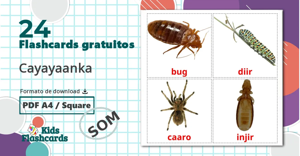 24 Насекомые flashcards