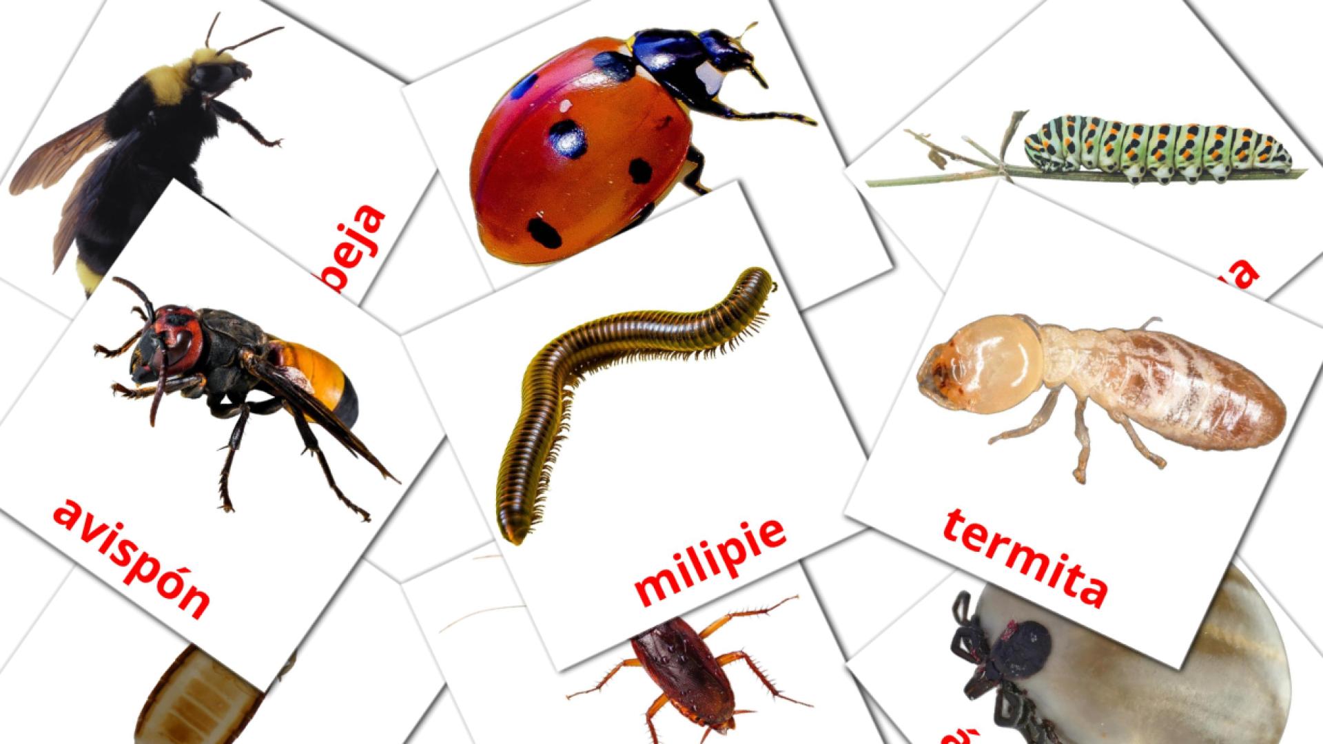 23 Bildkarten für Insectos