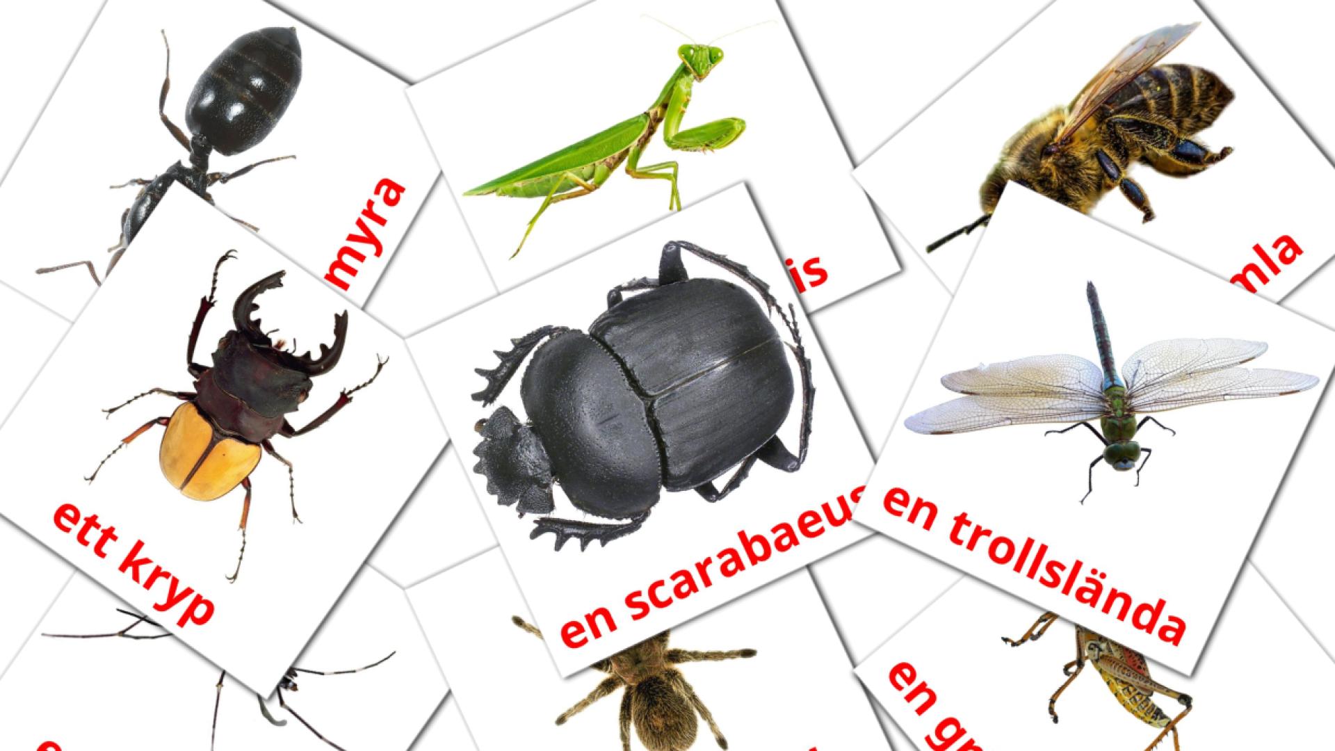 Bildkarten für insekter