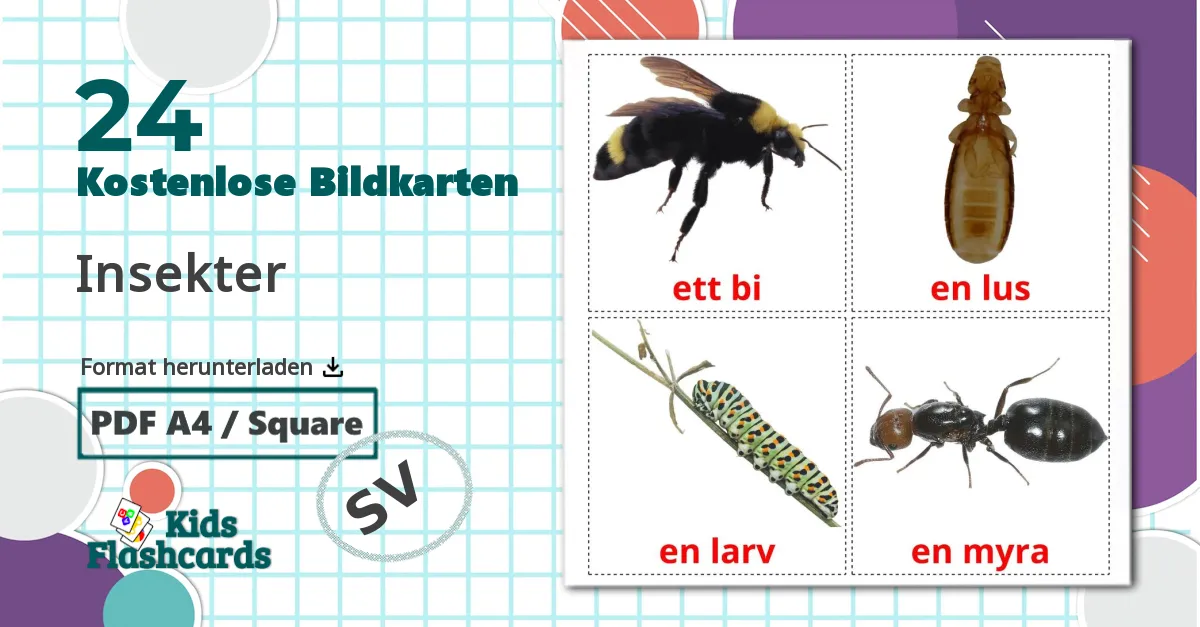 24 Bildkarten für Insekter