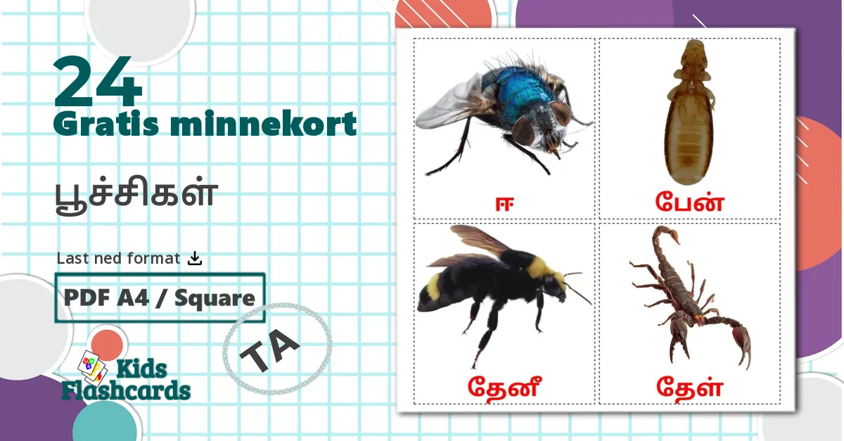 24 பூச்சிகள் bildekort