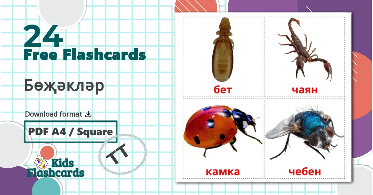 24 Insects flashcards