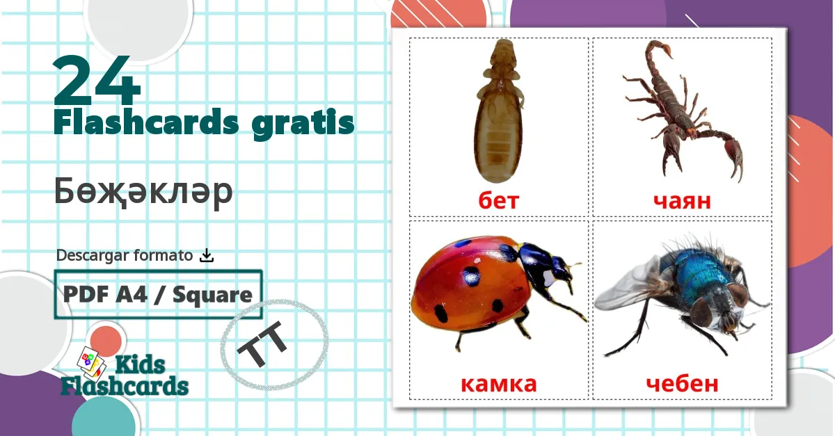 24 tarjetas didacticas de Insectos